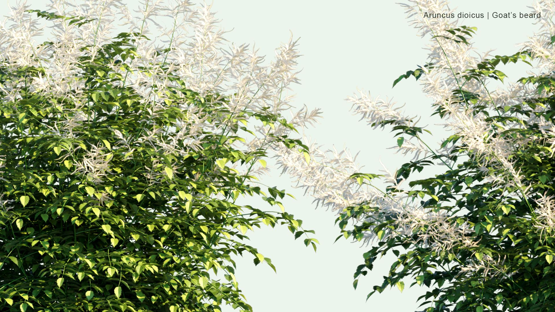 2D Aruncus Dioicus - Goat's Beard, Buck's-beard, Bride's Feathers