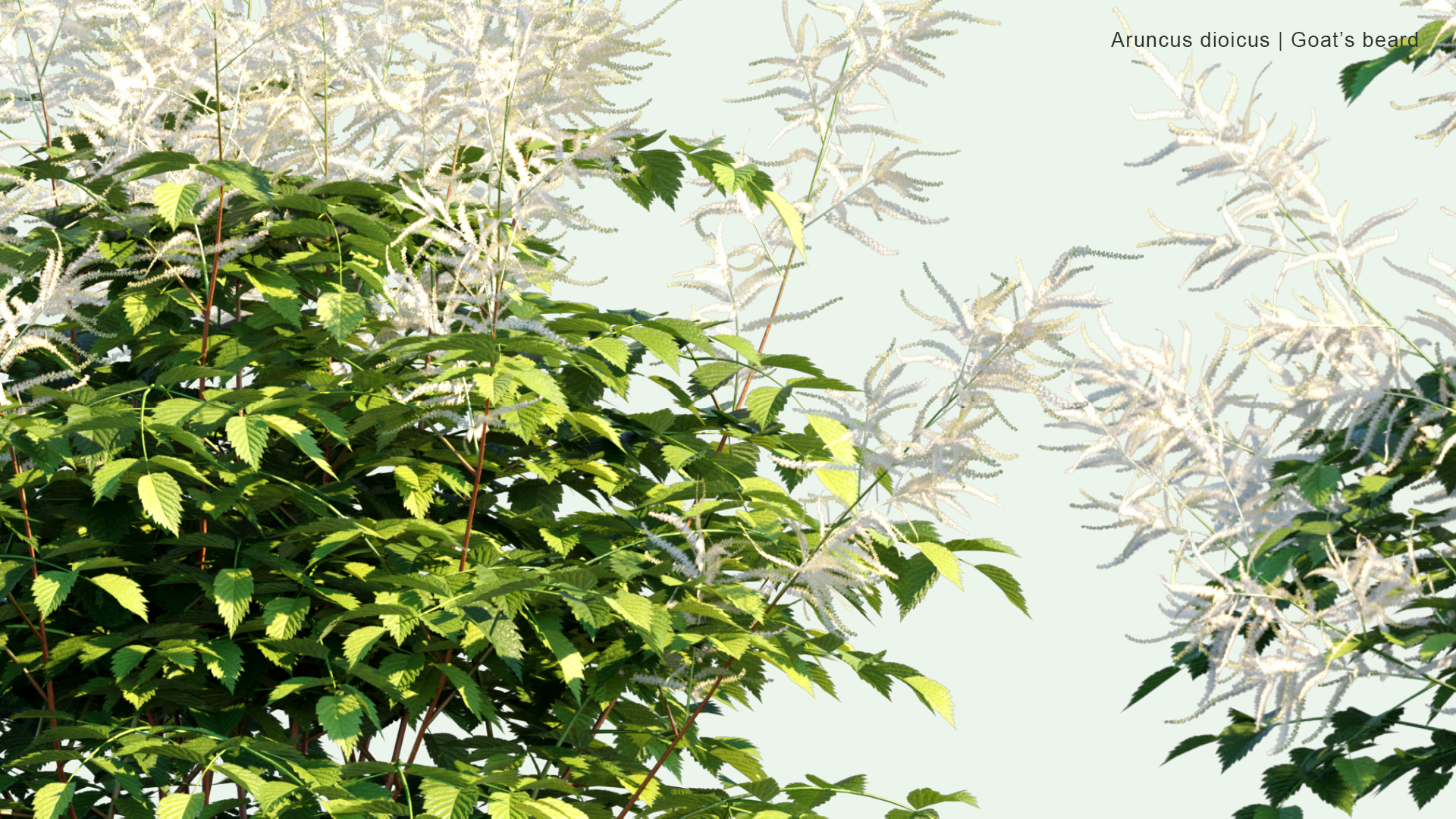 2D Aruncus Dioicus - Goat's Beard, Buck's-beard, Bride's Feathers