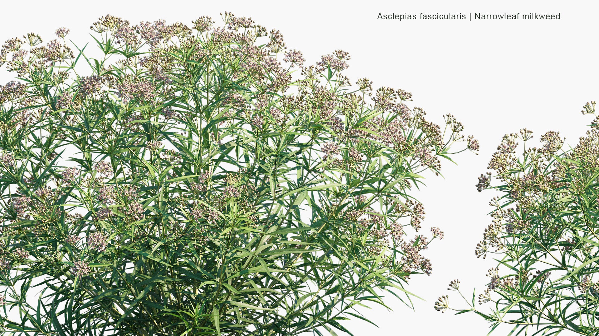Asclepias Fascicularis - Narrow Leaf Milkweed, Mexican Whorled Milkweed (3D Model)