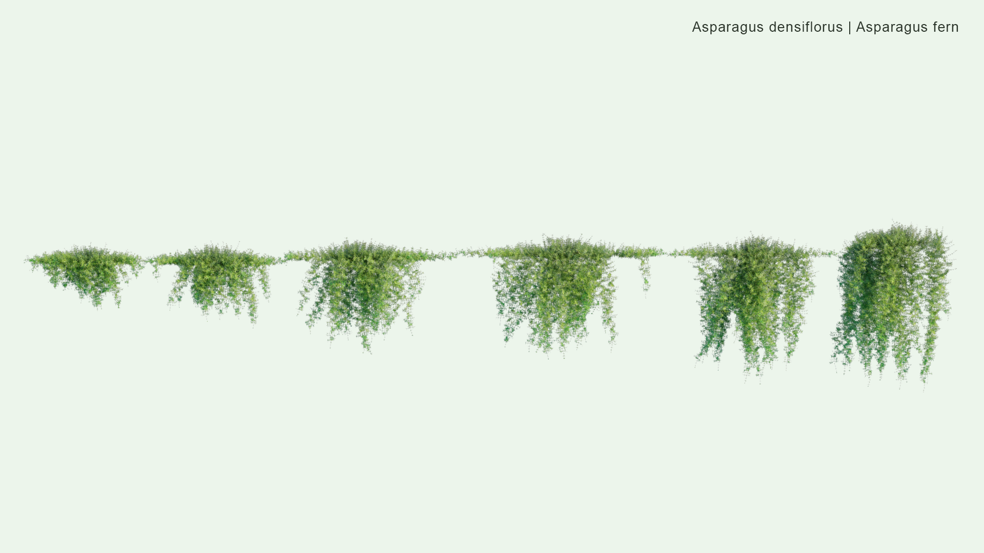 2D Asparagus Densiflorus - Asparagus Fern, Foxtail Fern