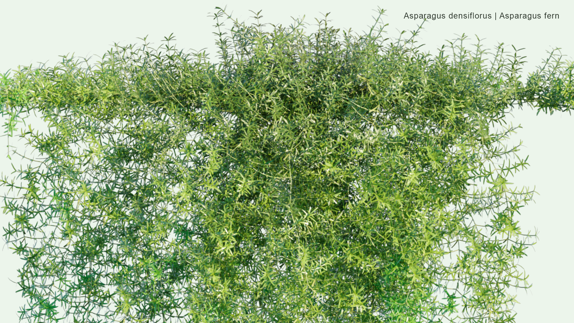 2D Asparagus Densiflorus - Asparagus Fern, Foxtail Fern