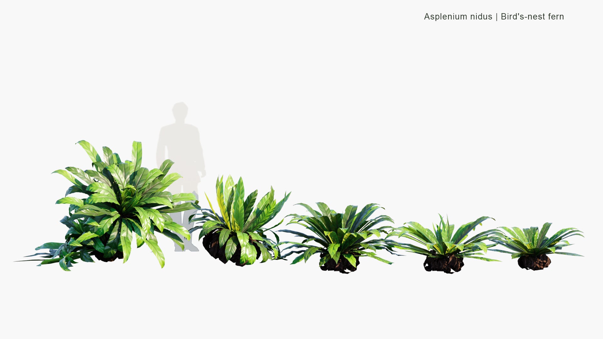 Low Poly Asplenium Nidus - Bird's-nest Fern (3D Model)