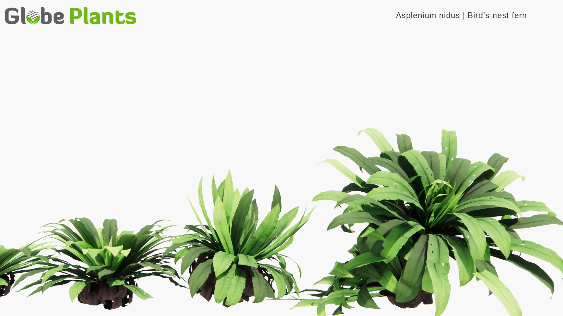 Low Poly Asplenium Nidus - Bird's-nest Fern (3D Model)