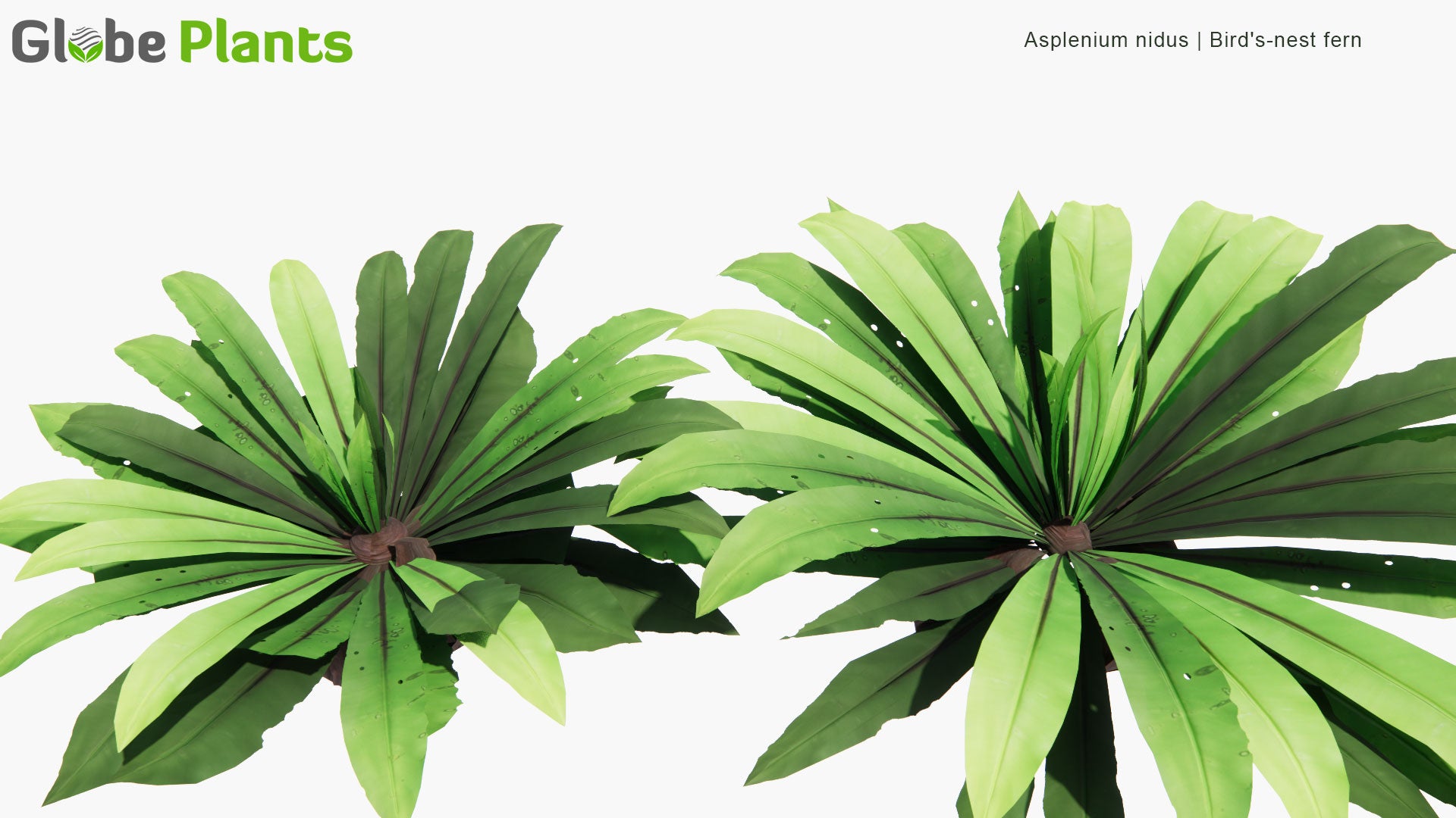 Low Poly Asplenium Nidus - Bird's-nest Fern (3D Model)