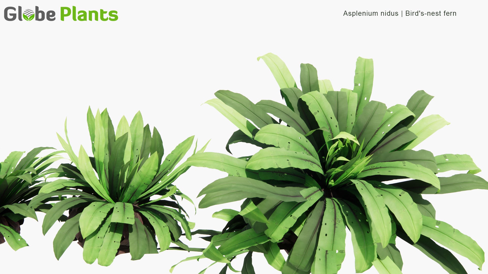 Low Poly Asplenium Nidus - Bird's-nest Fern (3D Model)