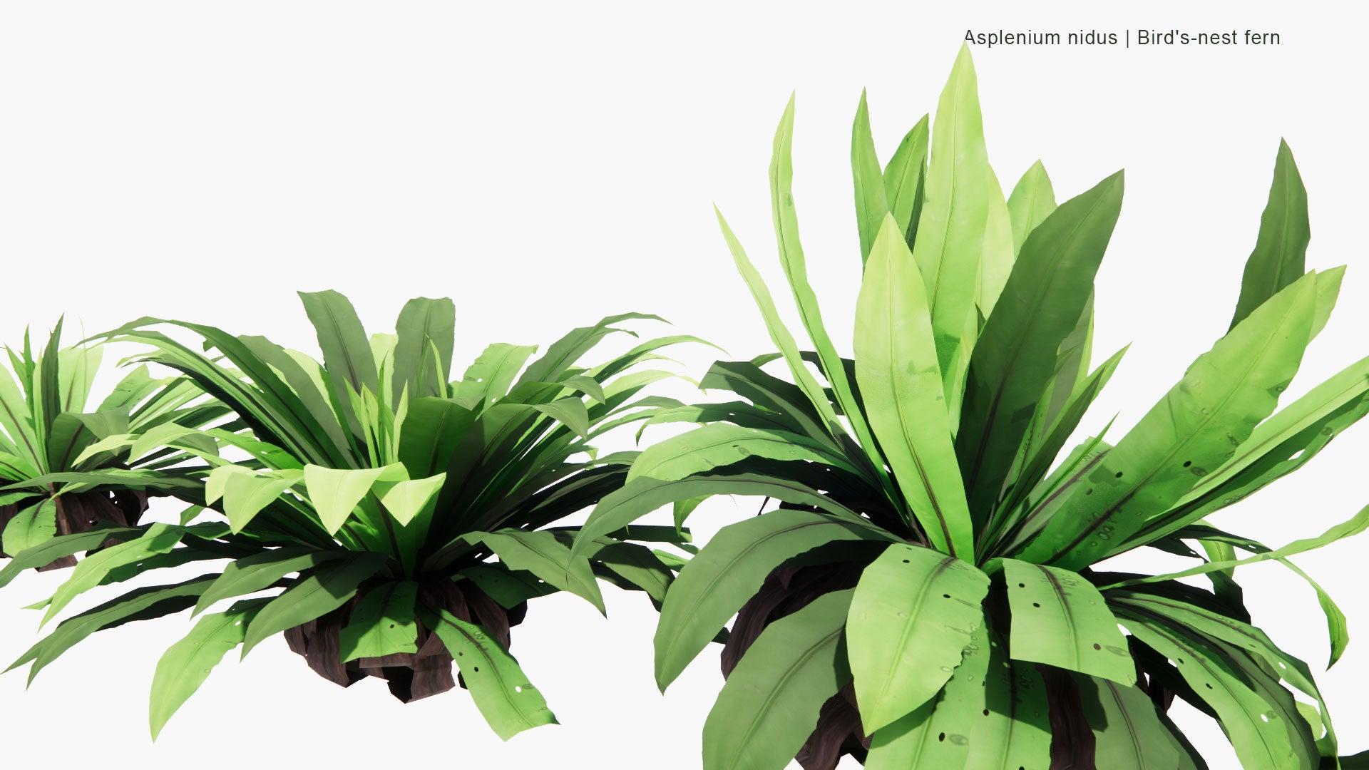 Low Poly Asplenium Nidus - Bird's-nest Fern (3D Model)