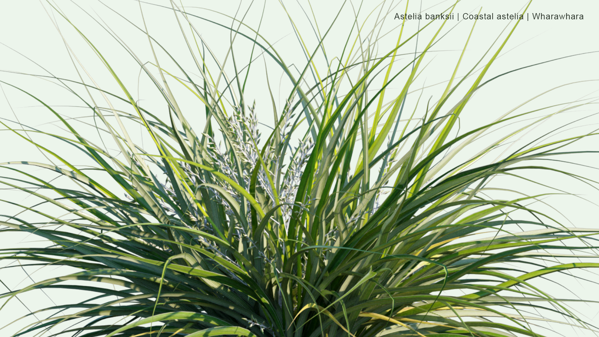 2D Astelia Banksii - Coastal Astelia, Wharawhara