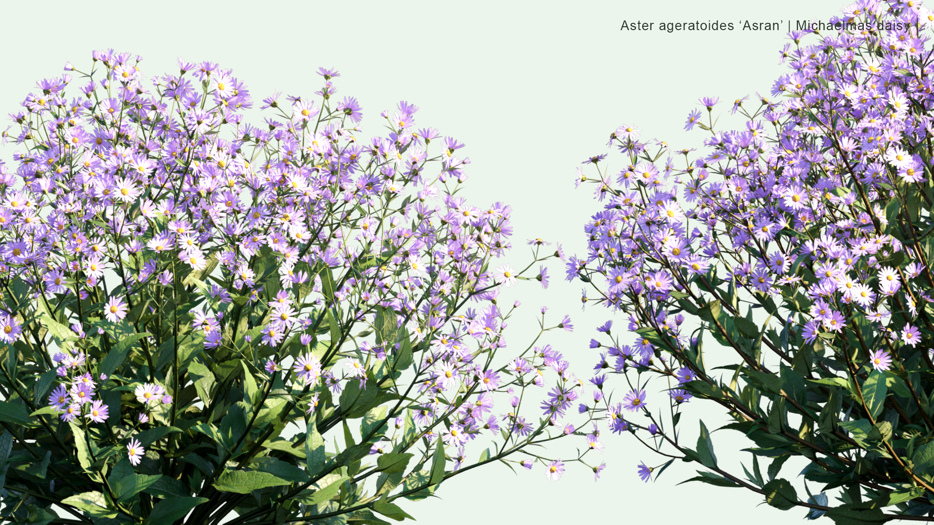 2D Aster Ageratoides 'Asran' - Michaelmas Daisy