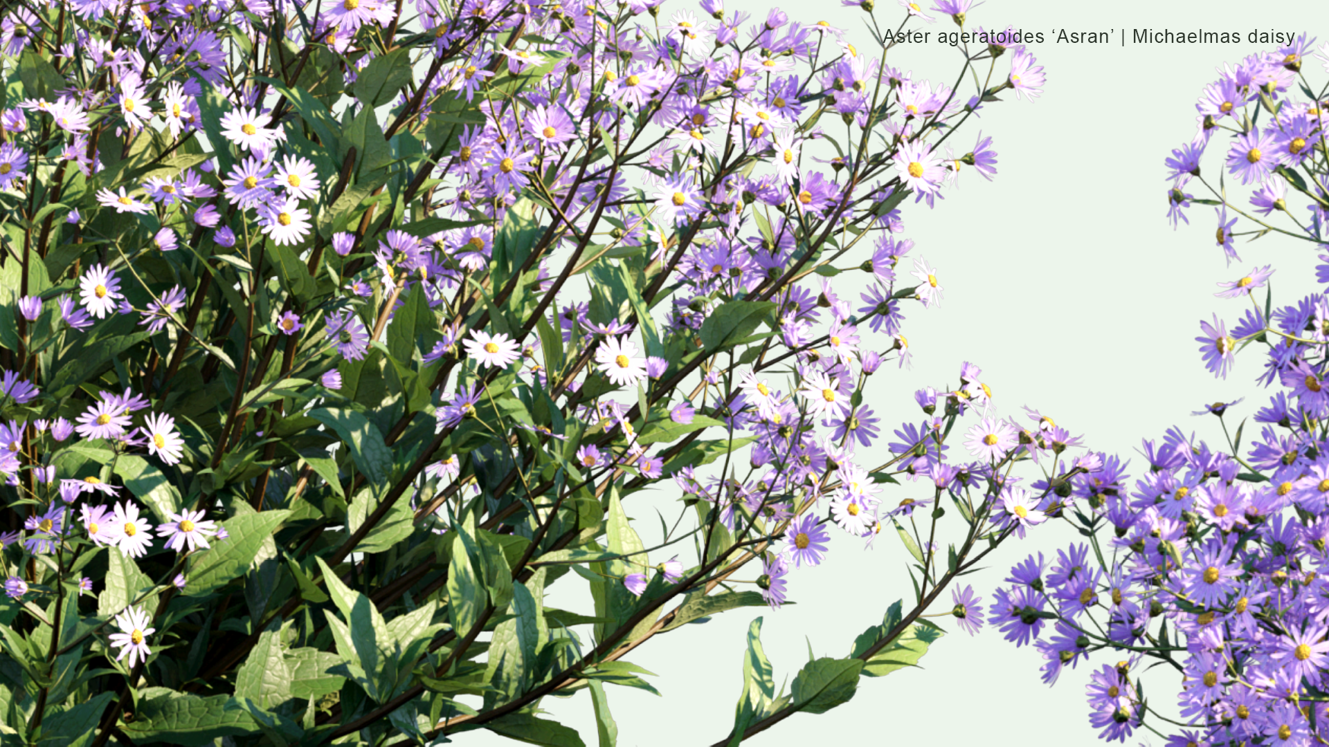 2D Aster Ageratoides 'Asran' - Michaelmas Daisy