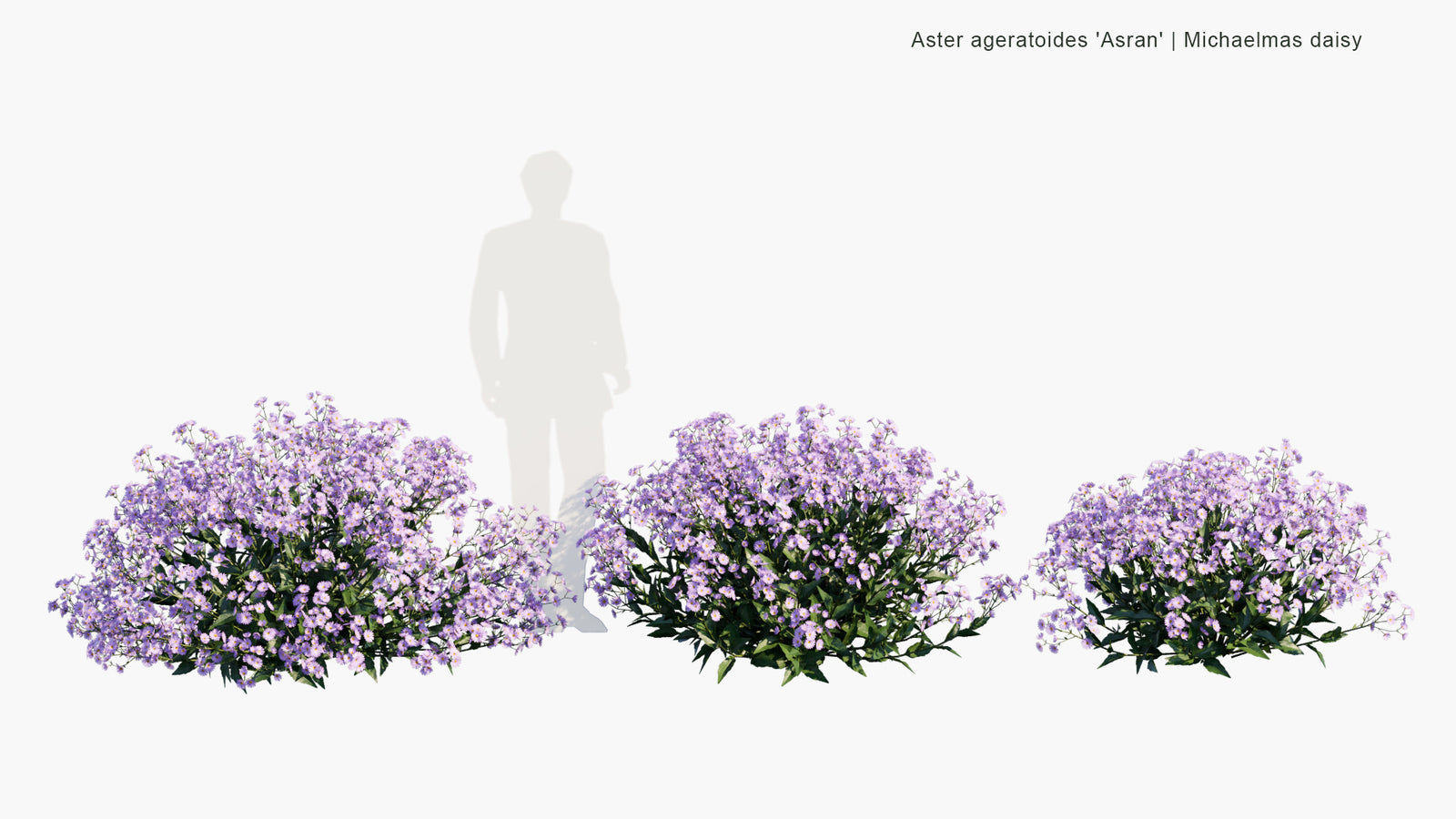 Low Poly | Aster Ageratoides 'Asran' (Michaelmas Daisy) 3D Model