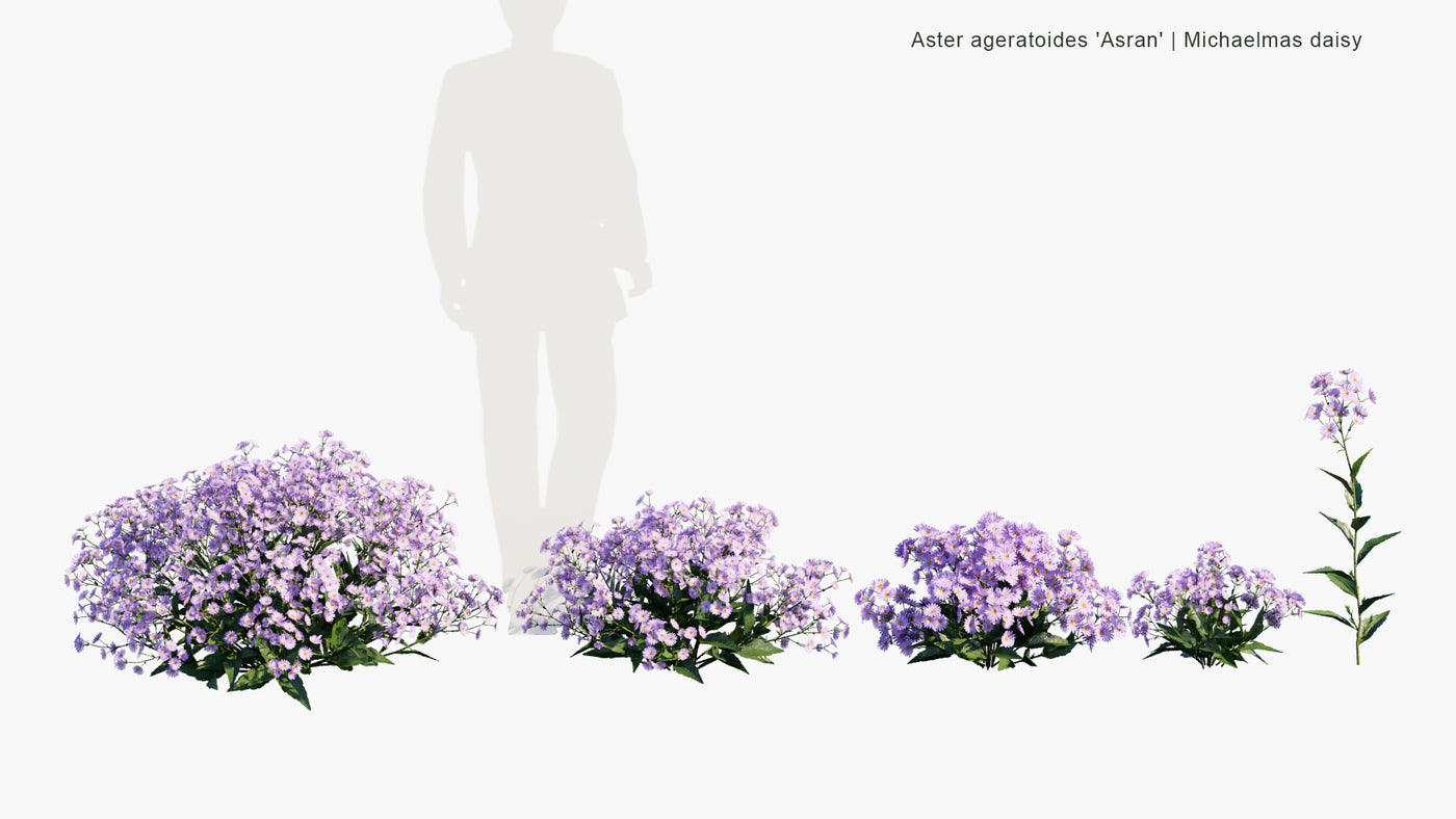 Low Poly | Aster Ageratoides 'Asran' (Michaelmas Daisy) 3D Model