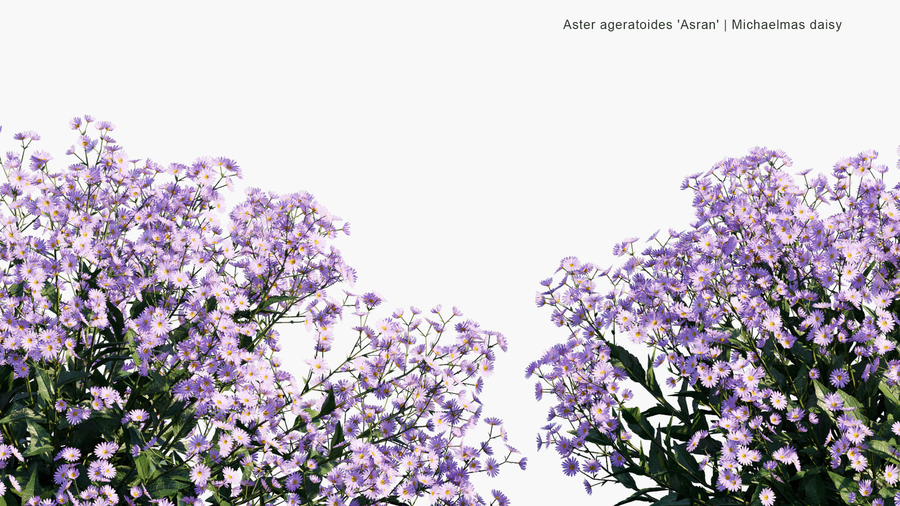 Low Poly | Aster Ageratoides 'Asran' (Michaelmas Daisy) 3D Model