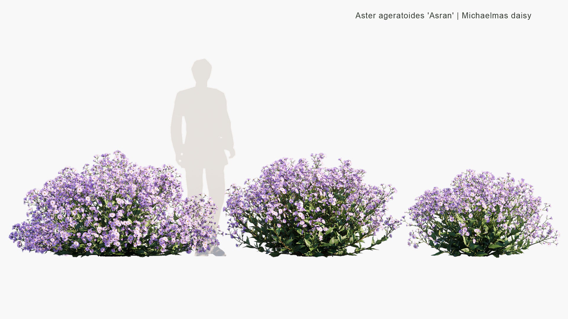 Aster Ageratoides 'Asran' 3D Model