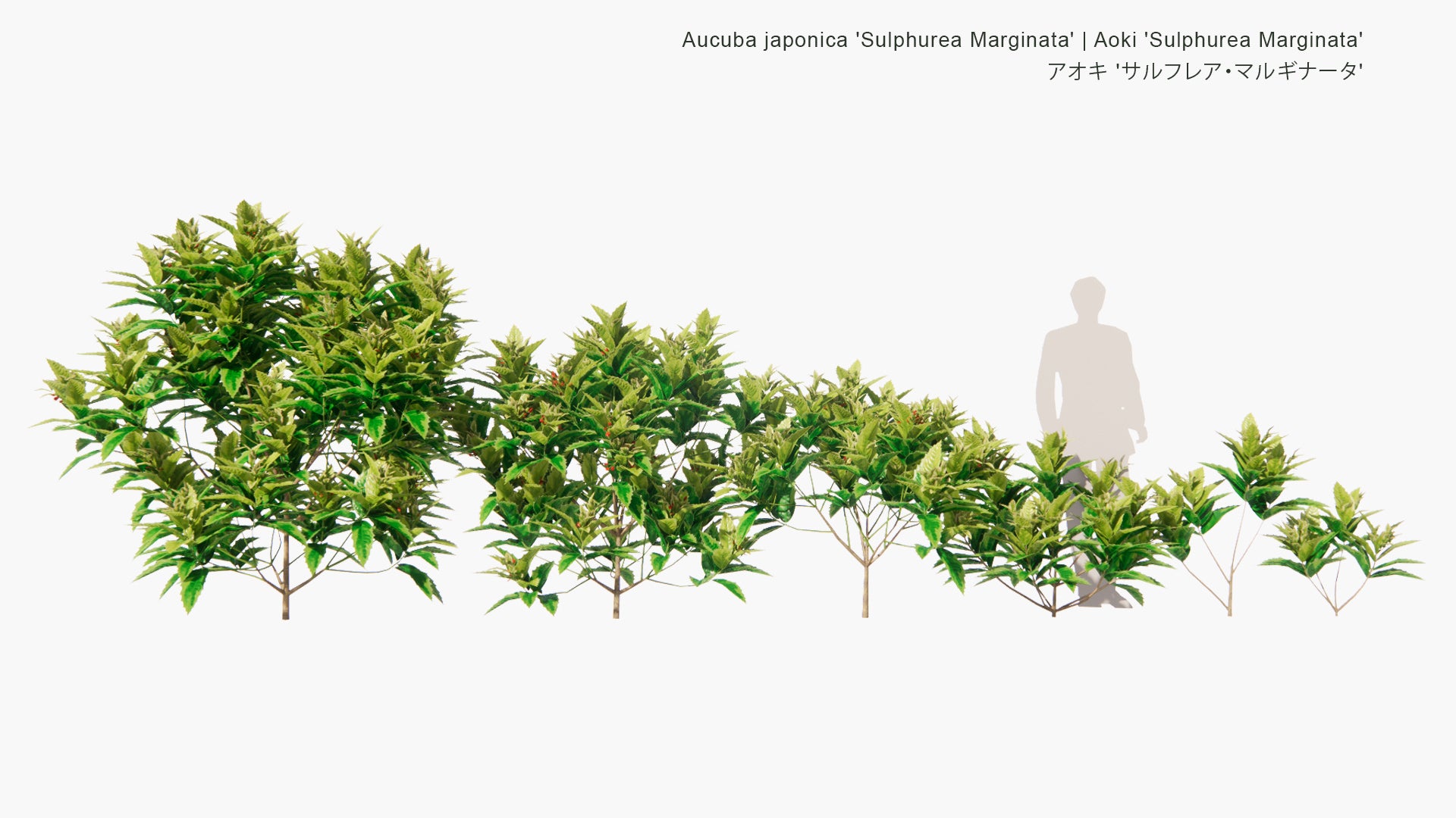 Low Poly Aucuba Japonica 'Sulphurea Marginata' - Aoki 'Sulphurea Marginata' , アオキ 'サルフレア・マルギナータ' (3D Model)