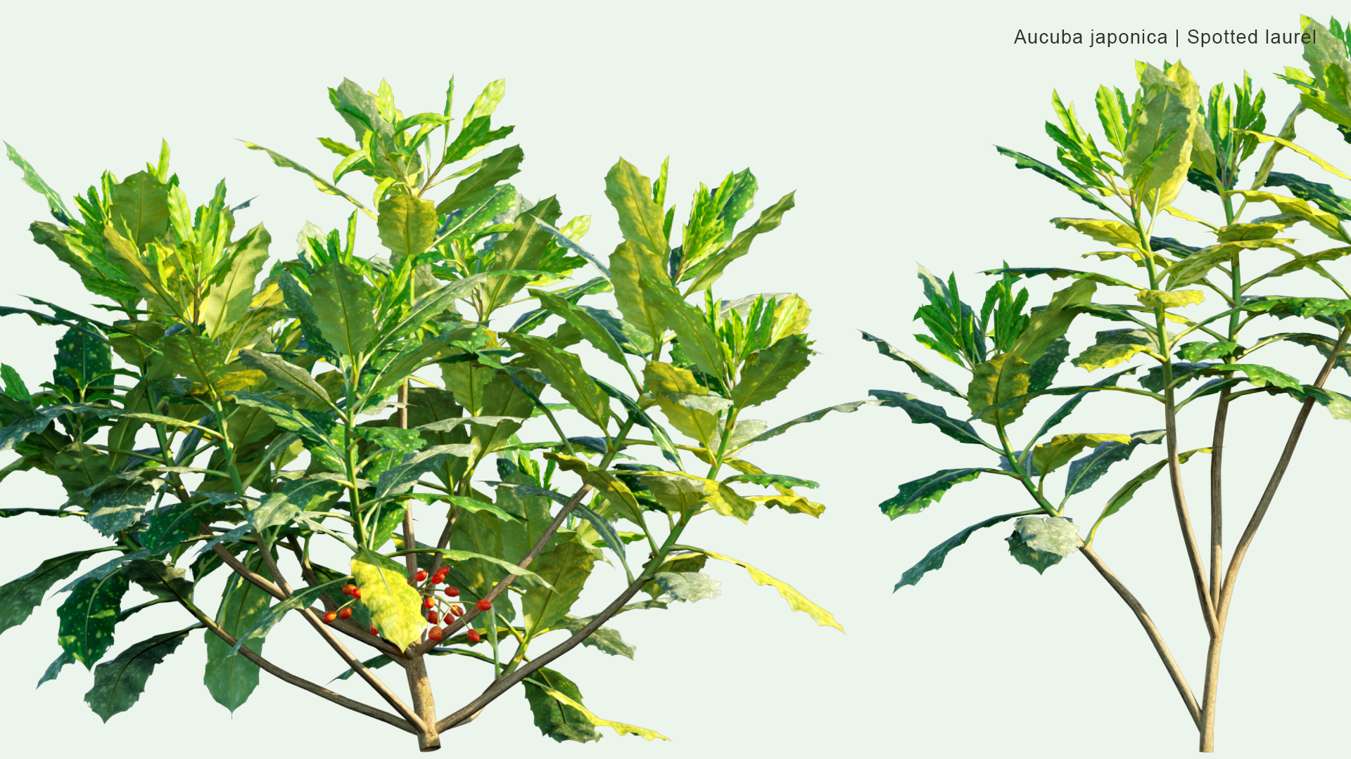 2D Aucuba Japonica - Spotted Laurel, Japanese Laurel, Japanese Aucuba, Gold Dust Plant