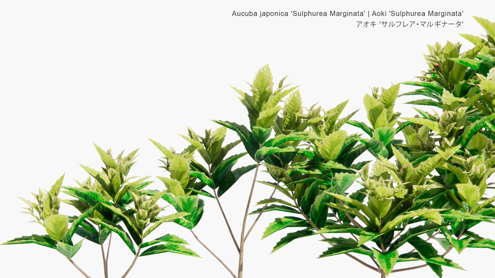 Low Poly Aucuba Japonica 'Sulphurea Marginata' - Aoki 'Sulphurea Marginata' , アオキ 'サルフレア・マルギナータ' (3D Model)