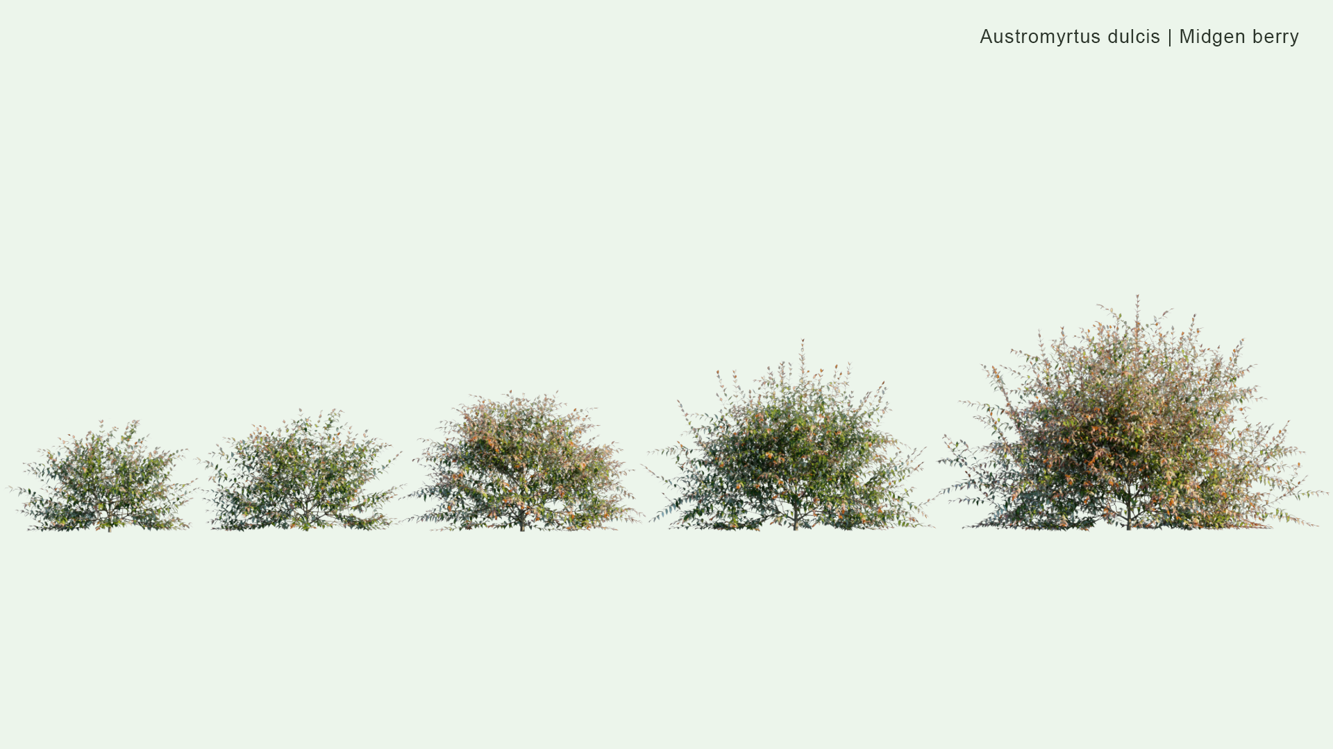 2D Austromyrtus Dulcis - Midgen Berry, Midyim, Silky Myrtle