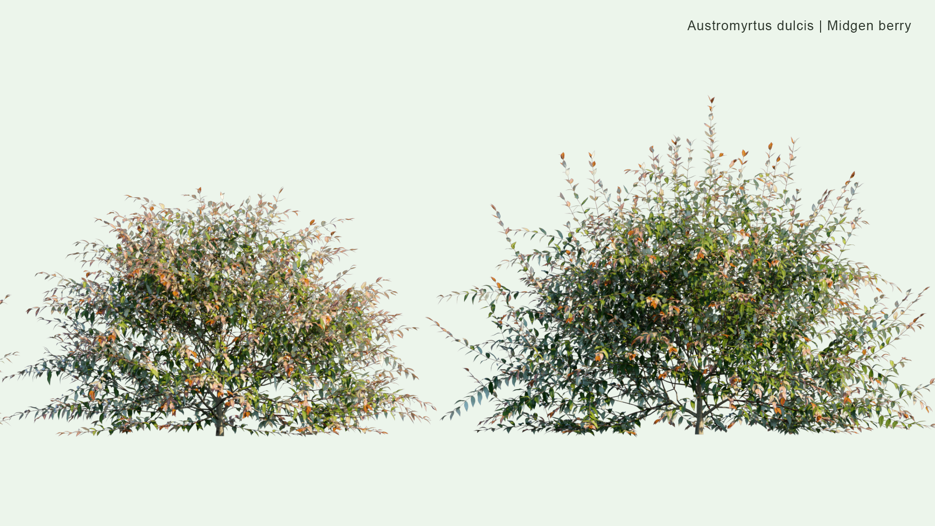 2D Austromyrtus Dulcis - Midgen Berry, Midyim, Silky Myrtle