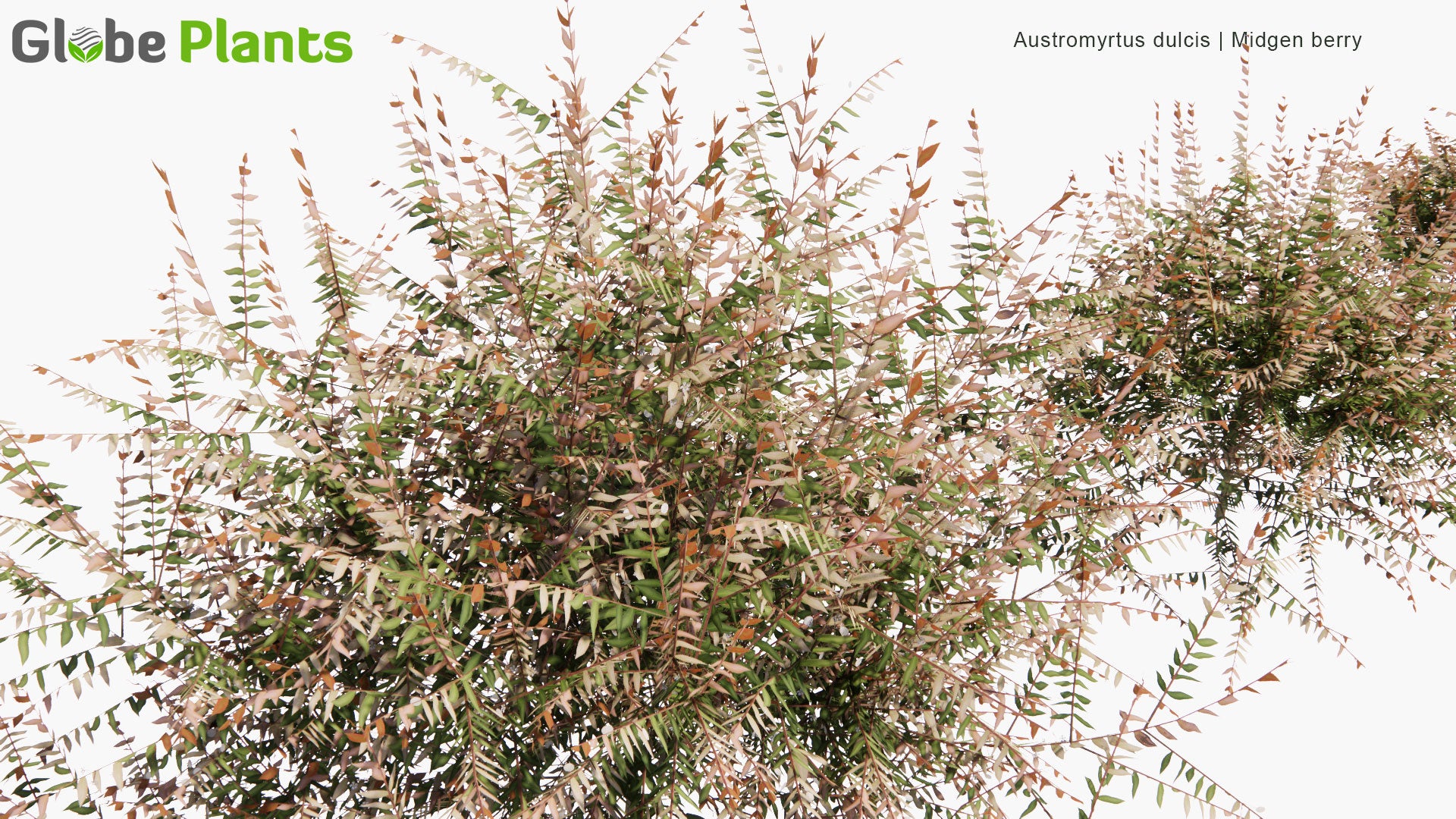 Low Poly Austromyrtus Dulcis - Midgen Berry, Midyim, Silky Myrtle (3D Model)