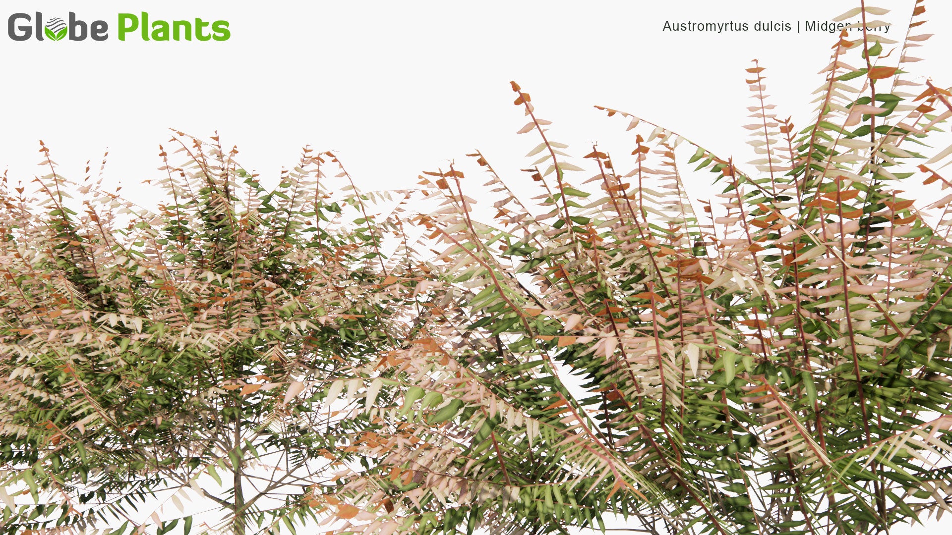 Low Poly Austromyrtus Dulcis - Midgen Berry, Midyim, Silky Myrtle (3D Model)