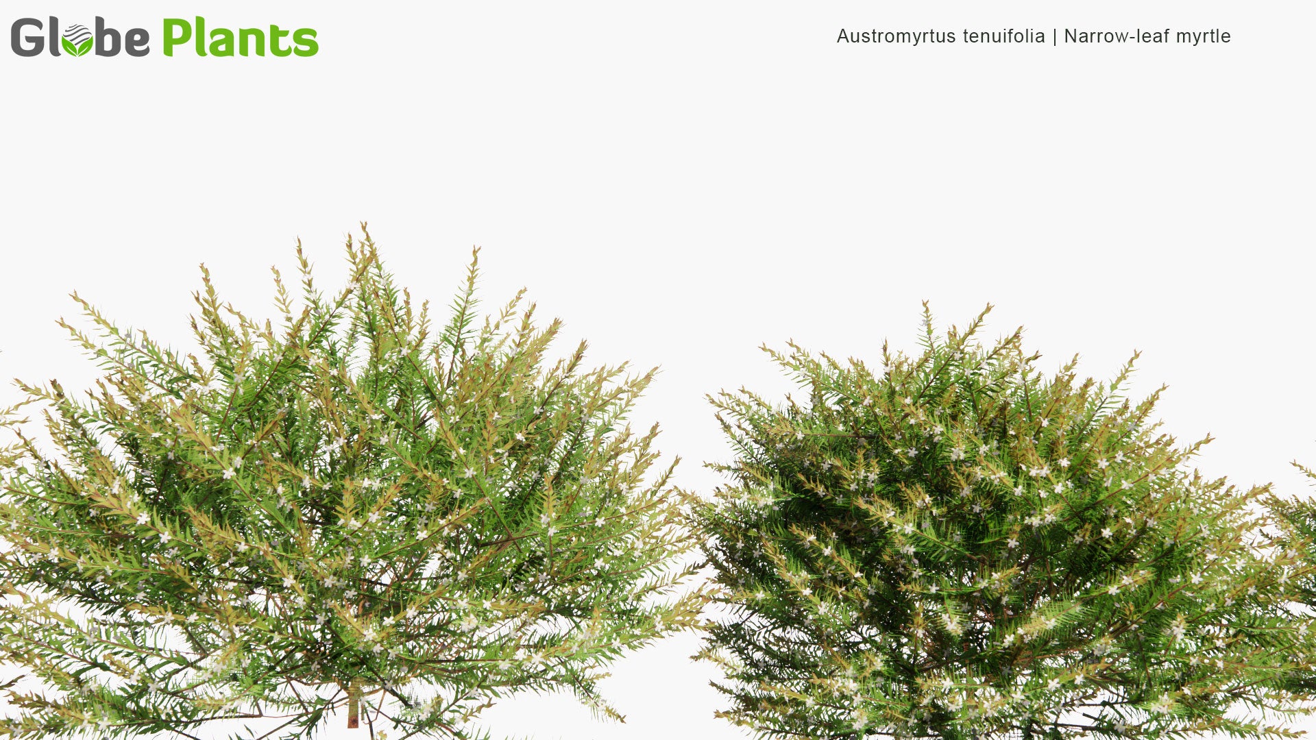 Low Poly Austromyrtus Tenuifolia - Narrow-Leaf Myrtle (3D Model)