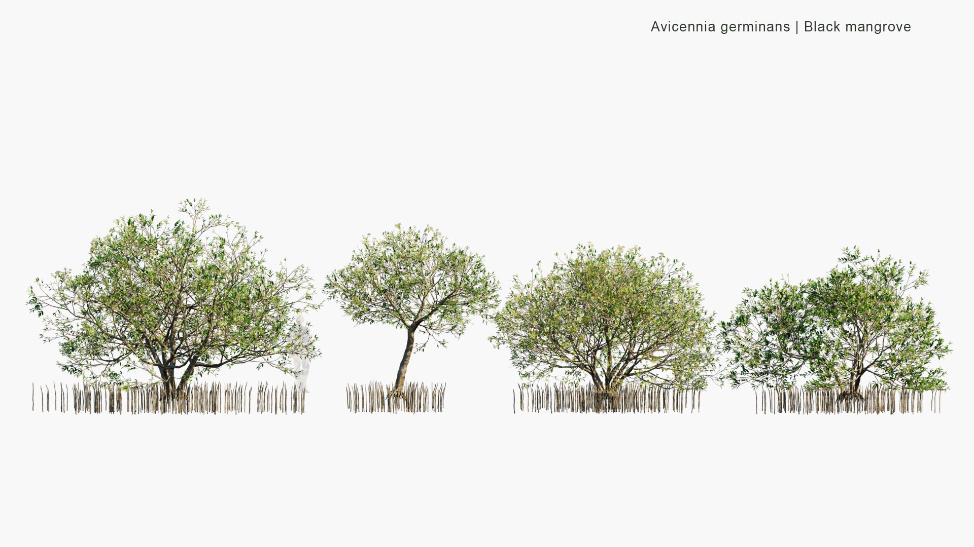 Low Poly Avicennia Germinans - Black Mangrove (3D Model)