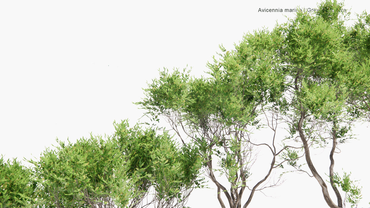 Low Poly | Avicennia Marina (Grey Mangrove) 3D Model - GlobePlants