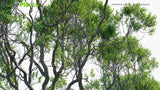 Load image into Gallery viewer, Avicennia Marina - Grey Mangrove