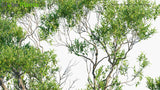 Load image into Gallery viewer, Avicennia Marina - Grey Mangrove