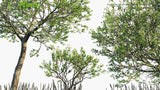 Load image into Gallery viewer, Avicennia Germinans - Black Mangrove