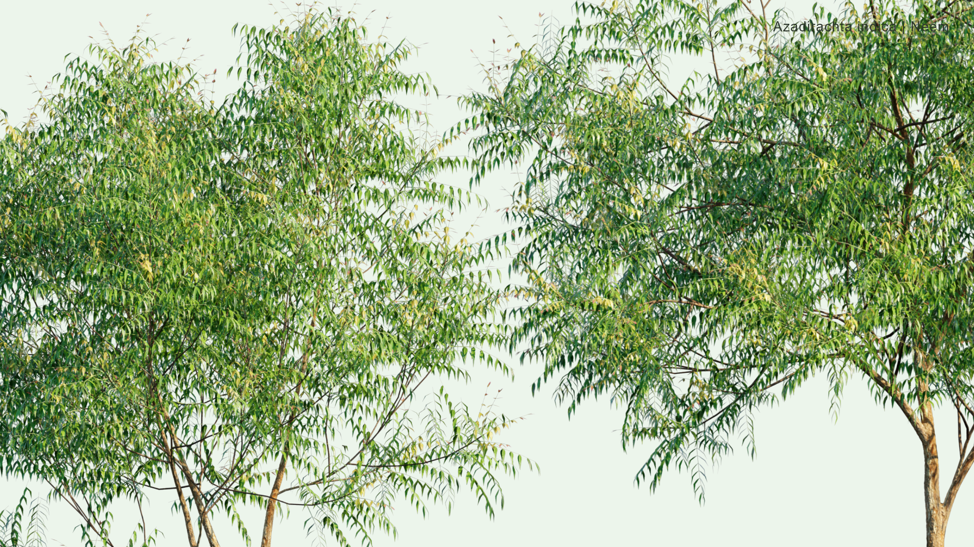 2D Azadirachta Indica - Neem, Nimtree, Indian Lilac, Dogoyaro, नीम