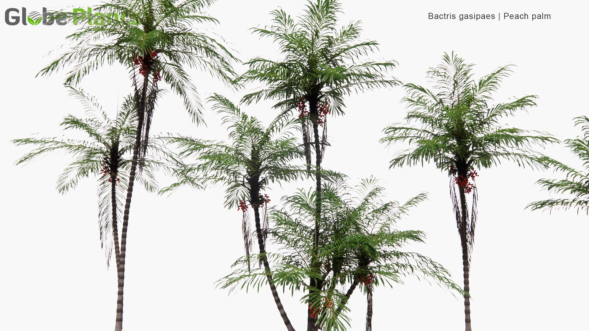 Low Poly Bactris Gasipaes - Peach Palm, Pejibaye (3D Model)