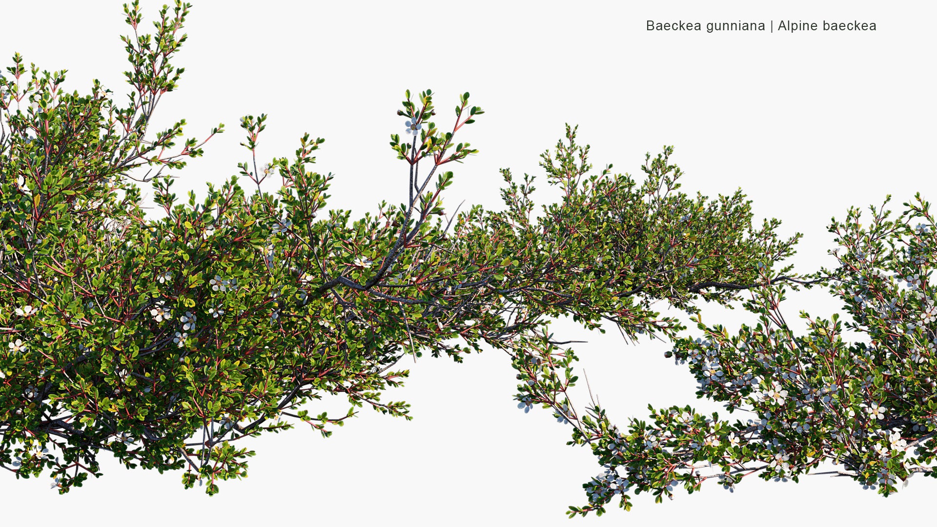 Baeckea Gunniana - Alpine Baeckea (3D Model)