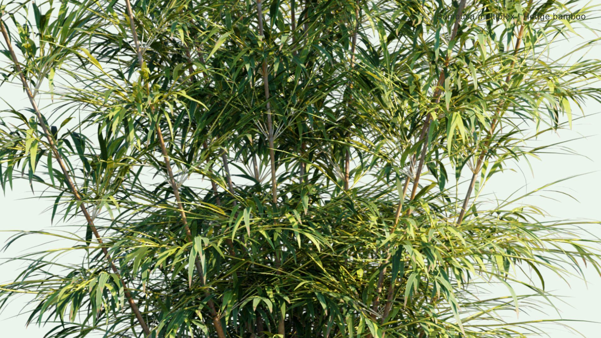 2D Bambusa Multiplex - Hedge Bamboo