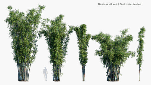 Bambusa Oldhamii 