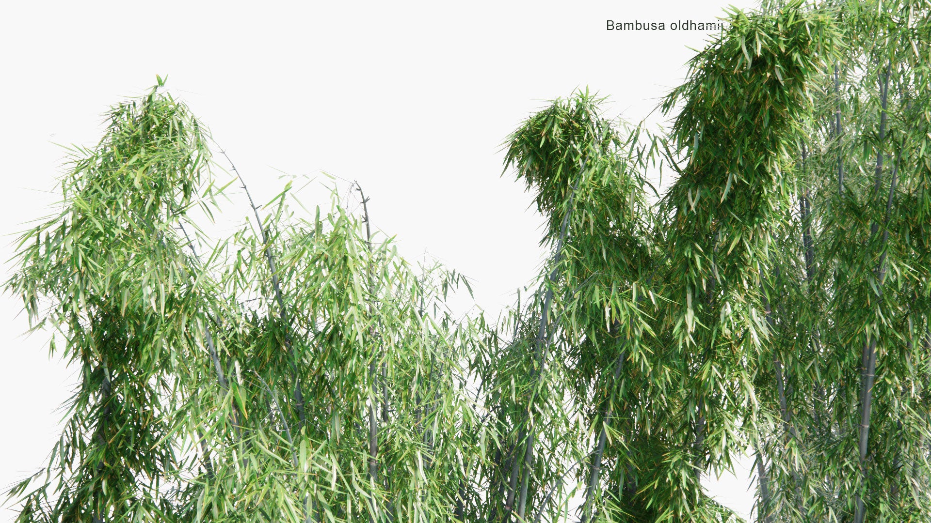 Low Poly Bambusa Oldhamii - Giant Timber Bamboo, Oldham's Bamboo (3D Model)