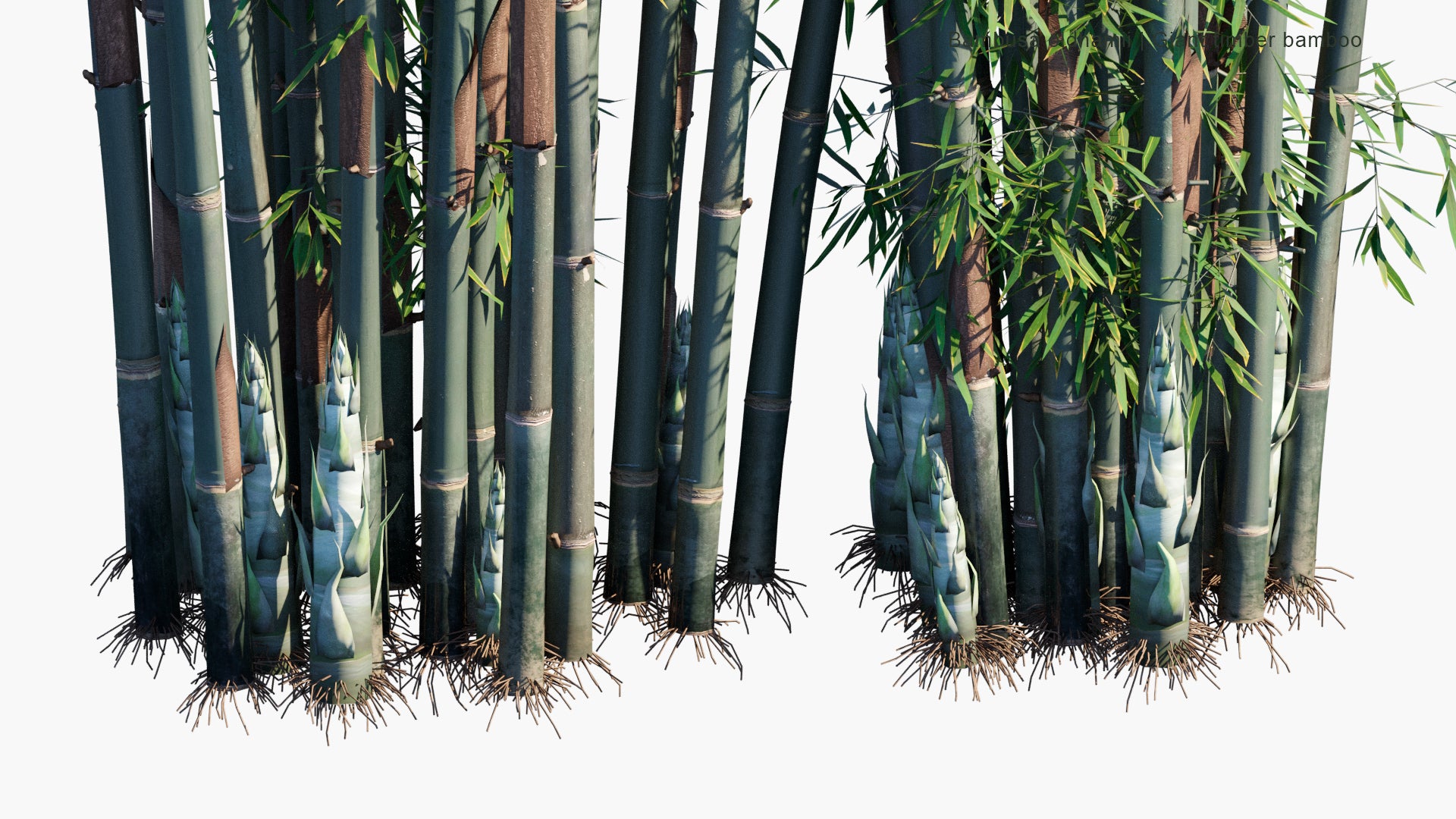 Bambusa Oldhamii 3D Model