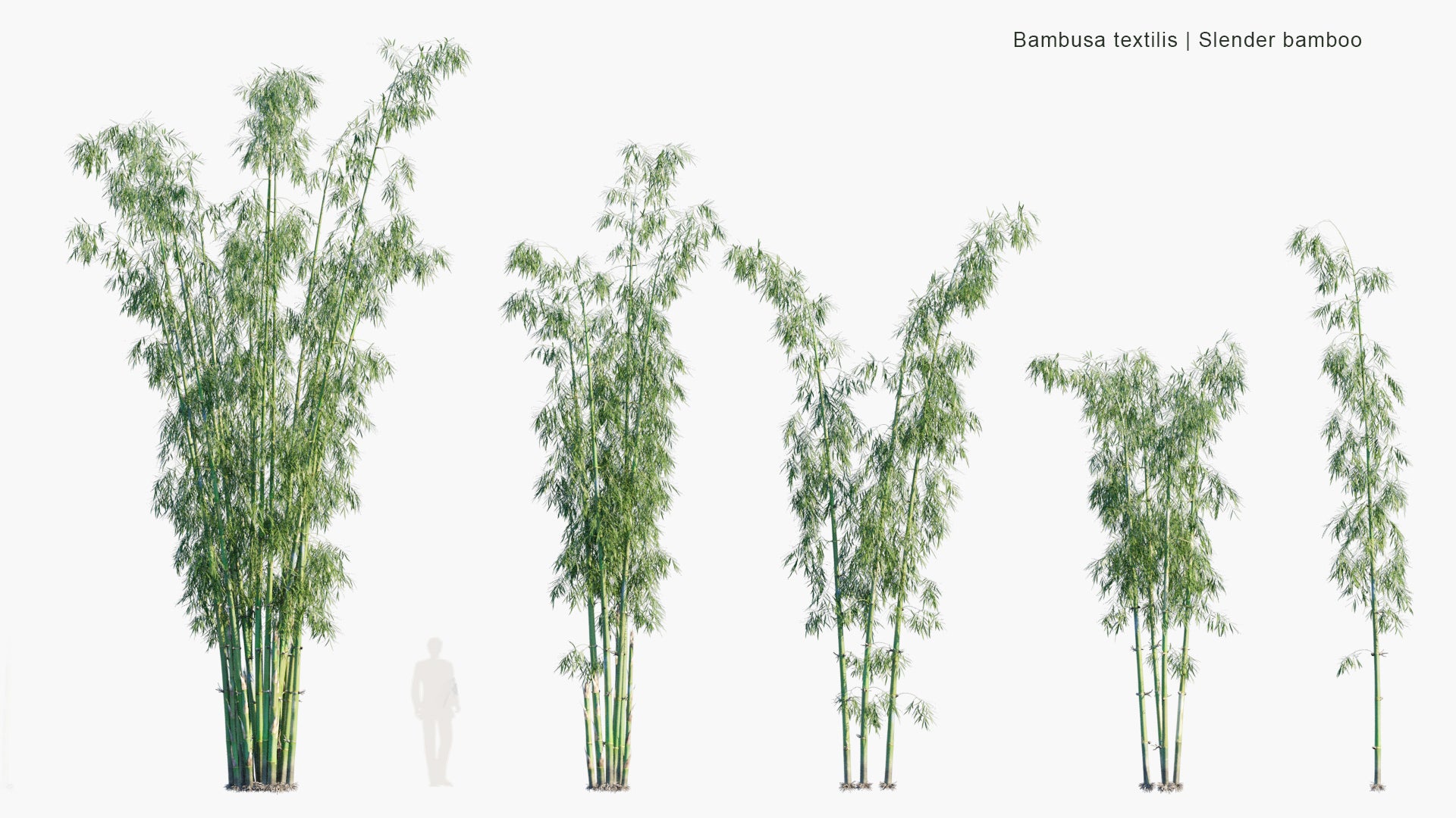 Bambusa Textilis 3D Model