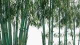 Load image into Gallery viewer, Bambusa Textilis - Slender Bamboo, Clumping Bamboo, Weaver&#39;s Bamboo