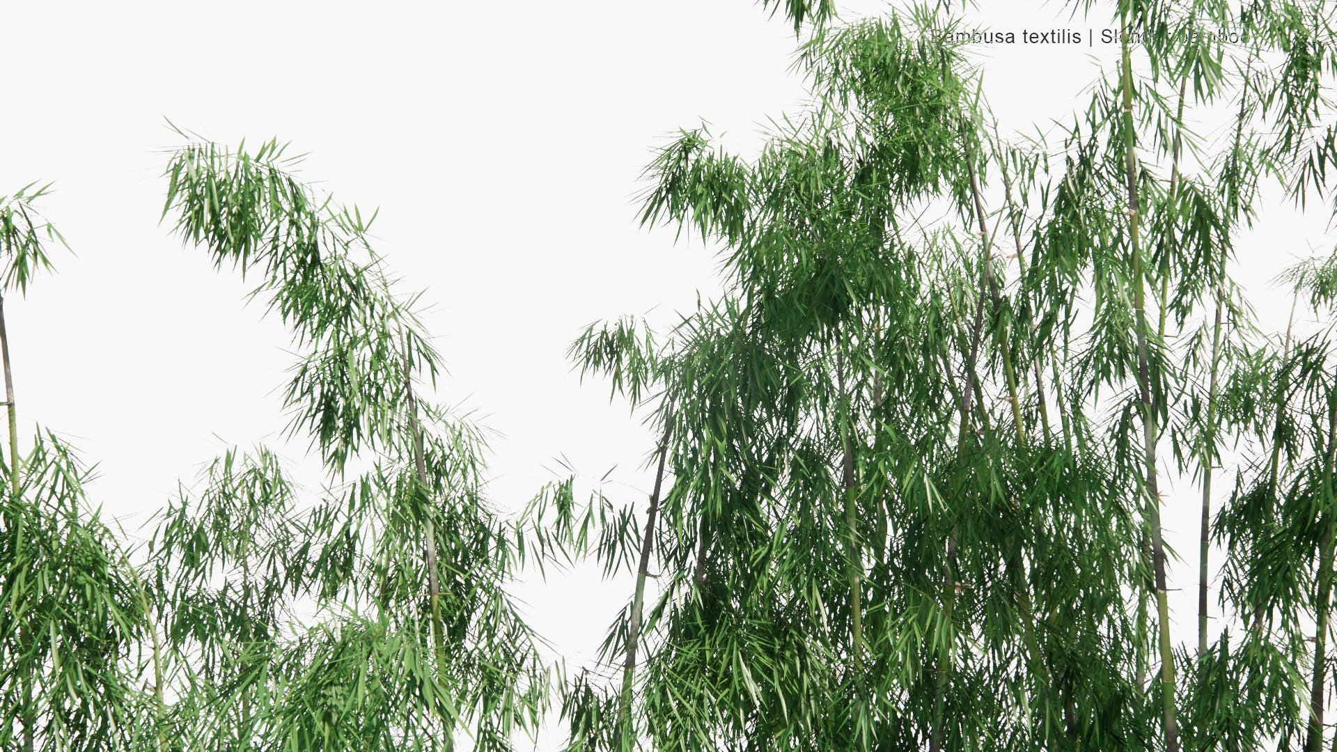Low Poly Bambusa Textilis - Slender Bamboo, Clumping Bamboo, Weaver's Bamboo (3D Model)