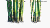 Load image into Gallery viewer, Bambusa Textilis - Slender Bamboo, Clumping Bamboo, Weaver&#39;s Bamboo