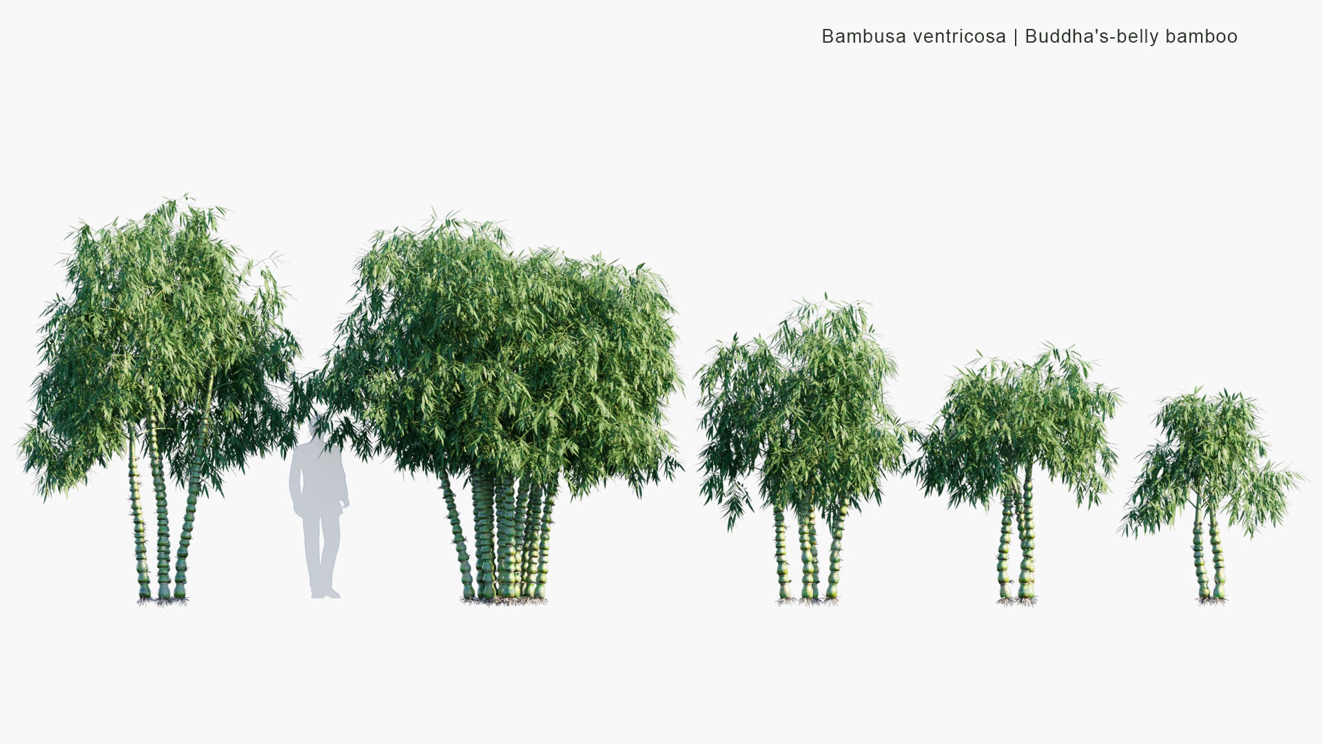 Bambusa Ventricosa 3D Model