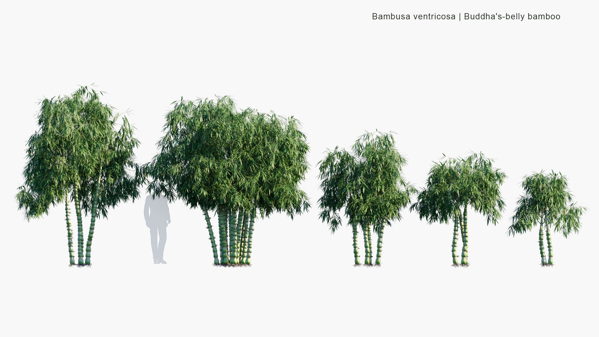 Low Poly Bambusa Ventricosa - Buddha Bamboo, Buddha's-Belly Bamboo (3D Model)