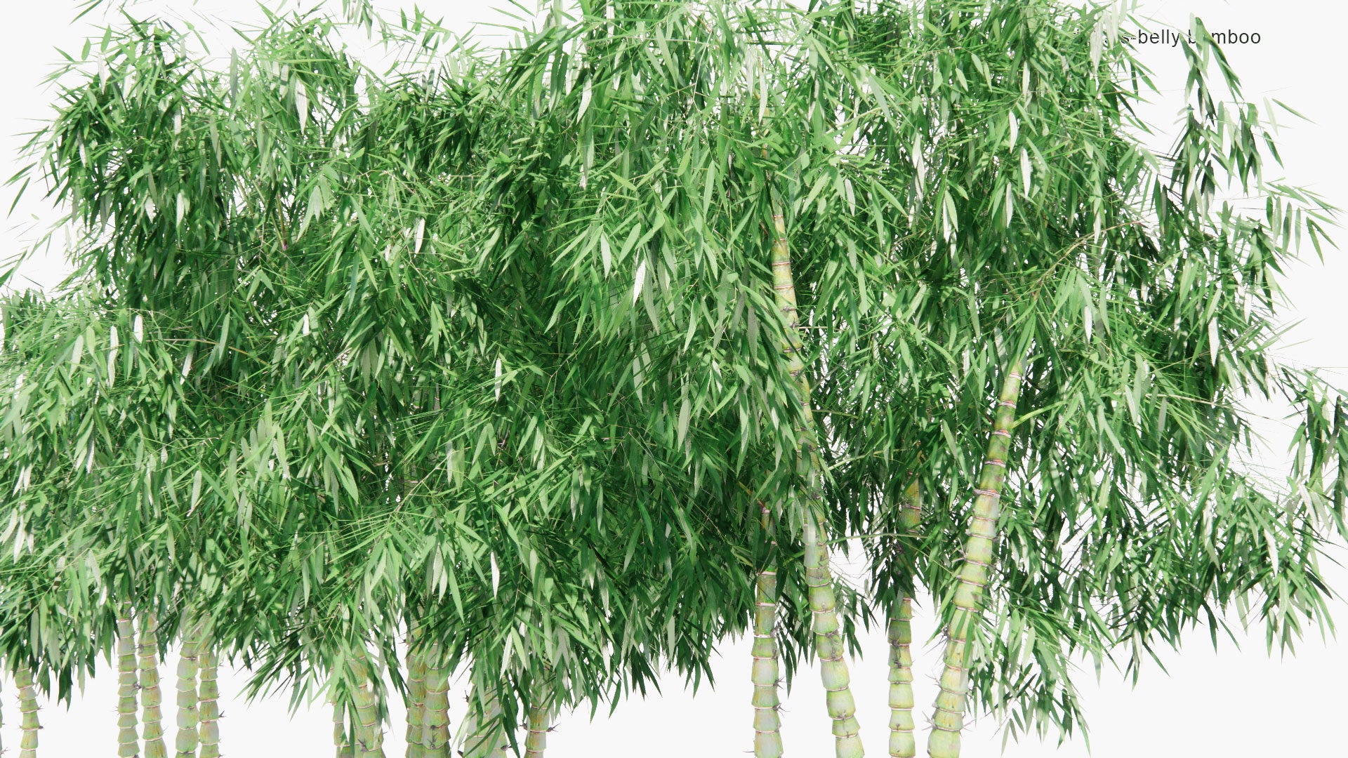 Low Poly Bambusa Ventricosa - Buddha Bamboo, Buddha's-Belly Bamboo (3D Model)