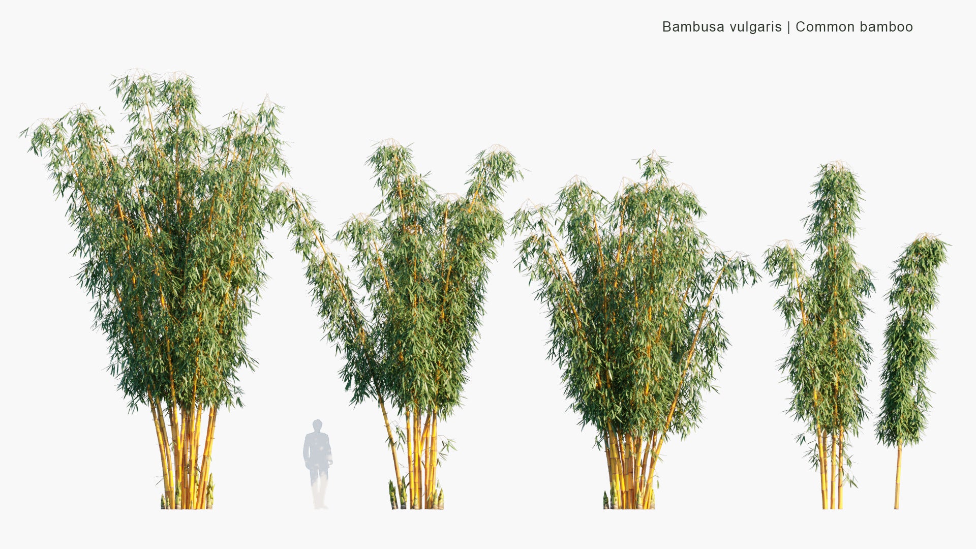 Low Poly Bambusa Vulgaris - Common Bamboo (3D Model)