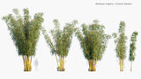 Load image into Gallery viewer, Bambusa Vulgaris - Common Bamboo