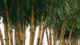 Load image into Gallery viewer, Bambusa Vulgaris - Common Bamboo