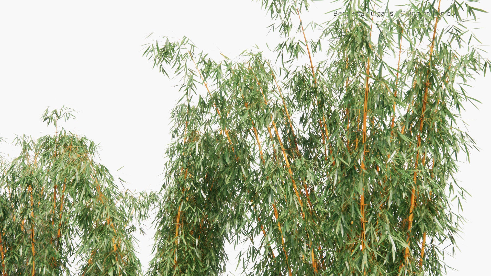 Low Poly Bambusa Vulgaris - Common Bamboo (3D Model)
