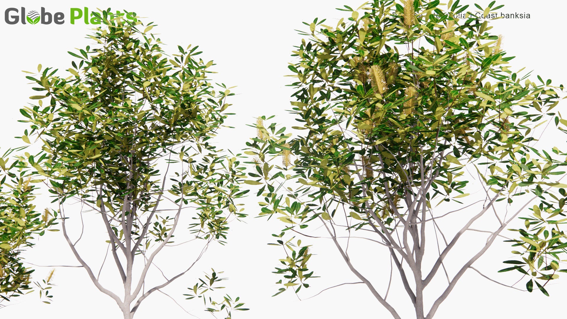 Low Poly Banksia Integrifolia - Coast Banksia (3D Model)