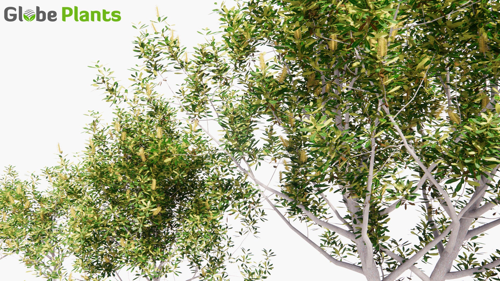 Low Poly Banksia Integrifolia - Coast Banksia (3D Model)